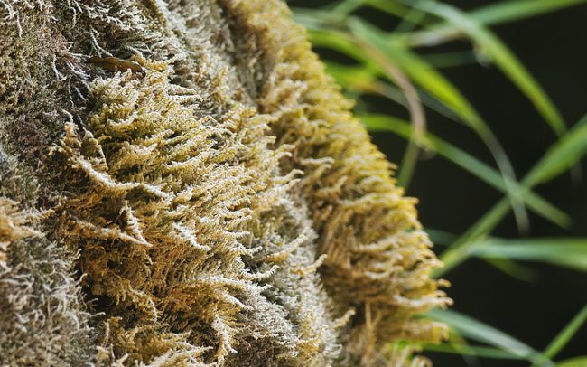 Mach (Bryophyta), Národný park Krka, Chorvátsko