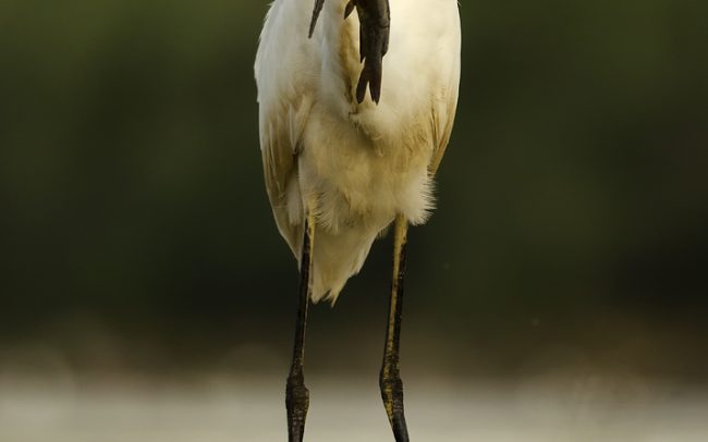 Volavka biela (Egretta alba), CHKO Dunajské luhy, Žitný ostrov