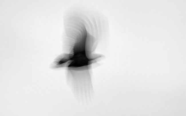 Rétisas (Haliaeetus albicilla), Duna menti erdők Tájvédelmi Körzet, Csallóköz