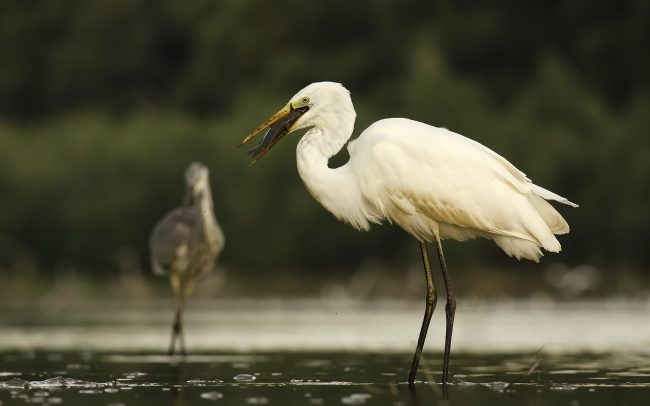 Volavka biela (Egretta alba), CHKO Dunajské luhy, Žitný ostrov