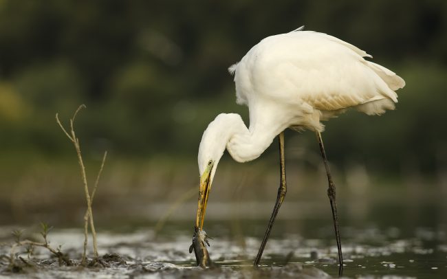 Great Egret (Egretta alba), Danube Floodplains Protected Landscape Area, Great Rye Island, Slovakia