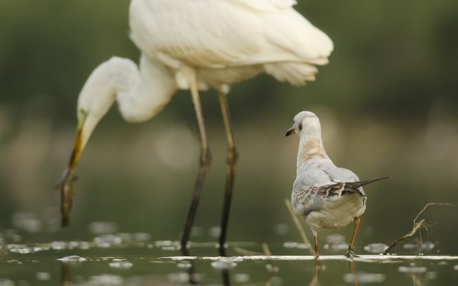 Dankasirály (Chroicocephalus ridibundus), Duna menti erdők Tájvédelmi Körzet, Csallóköz