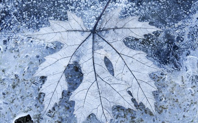 Duna menti erdők Tájvédelmi Körzet, Csallóköz