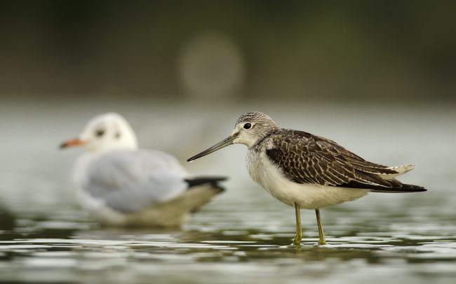 Kalužiak sivý (Tringa nebularia), CHKO Dunajské luhy, Žitný ostrov