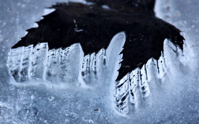 Duna menti erdők Tájvédelmi Körzet, Csallóköz