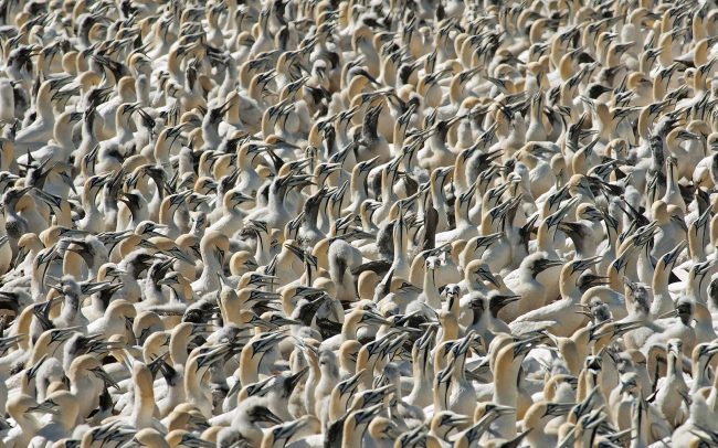 Sula tmavochvostá (Morus capensis), Prírodná rezervácia Bird Island, Južná Afrika