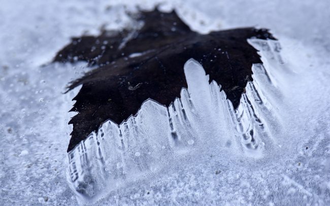 Duna menti erdők Tájvédelmi Körzet, Csallóköz