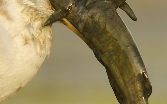 Čajka smejivá (Chroicocephalus ridibundus), CHKO Dunajské luhy, Žitný ostrov