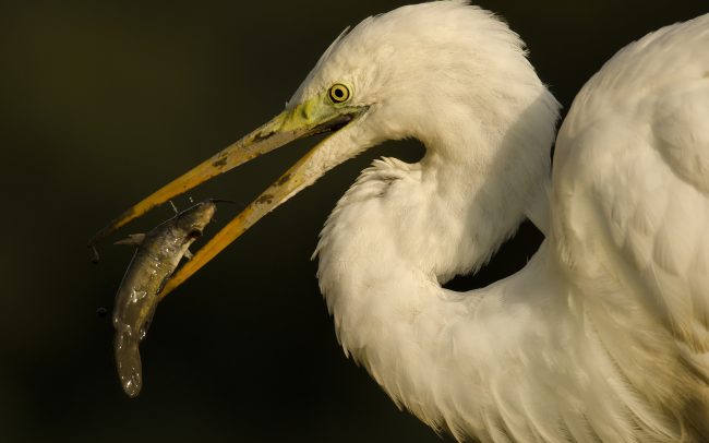 Great Egret (Egretta alba), Danube Floodplains Protected Landscape Area, Great Rye Island, Slovakia