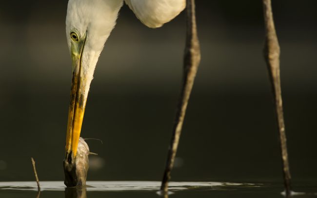 Great Egret (Egretta alba), Danube Floodplains Protected Landscape Area, Great Rye Island, Slovakia
