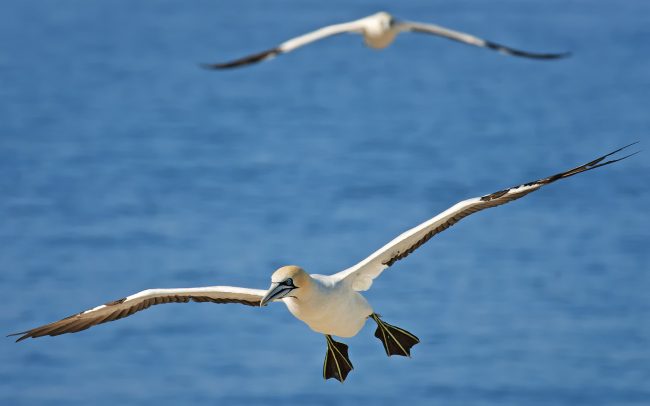 Sula tmavochvostá (Morus capensis), Prírodná rezervácia Bird Island, Južná Afrika