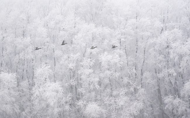 Tőkés réce (Anas platyrhynchos), Duna menti erdők Tájvédelmi Körzet, Csallóköz