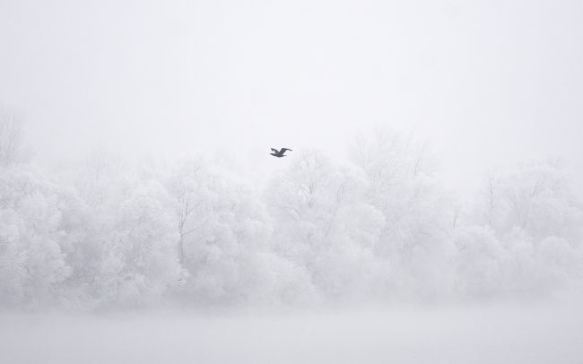 Kormorán veľký (Phalacrocorax carbo), CHKO Dunajské luhy, Žitný ostrov