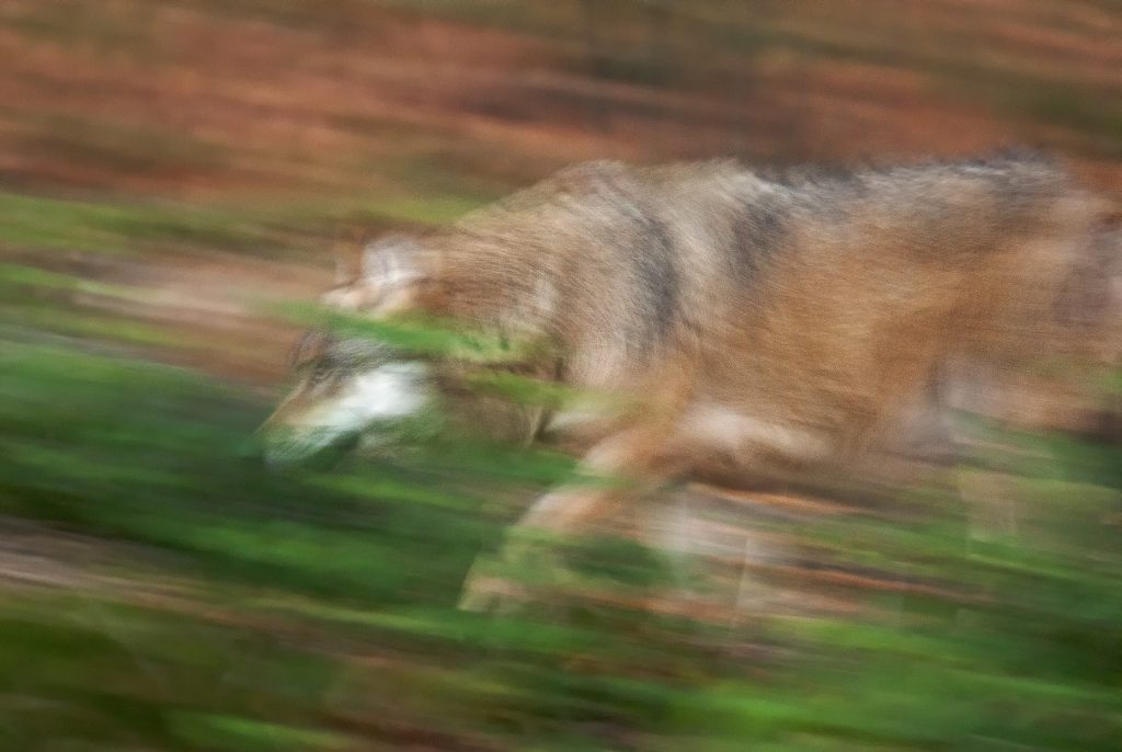 Szürke farkas (Canis lupus), Bajor-erdő Nemzeti Park, Németország