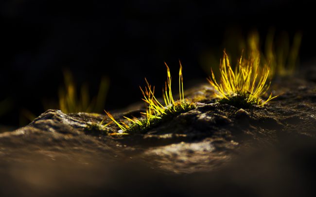 Mohák (Bryophyta), Duna menti erdők Tájvédelmi Körzet, Csallóköz