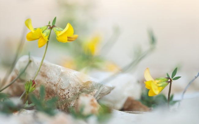 (Lotus sp.), Chorvátsko