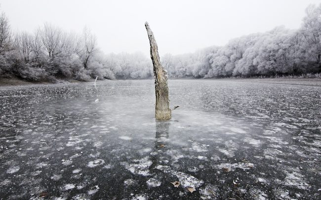 Duna menti erdők Tájvédelmi Körzet, Csallóköz
