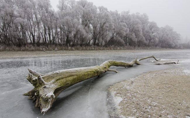 Duna menti erdők Tájvédelmi Körzet, Csallóköz
