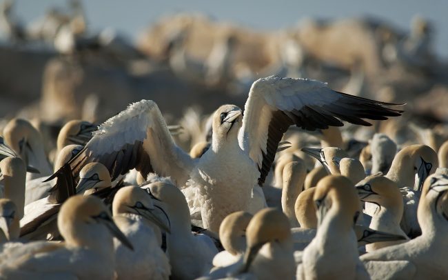 Sula tmavochvostá (Morus capensis), Prírodná rezervácia Bird Island, Južná Afrika