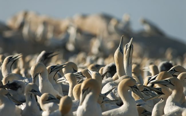 Sula tmavochvostá (Morus capensis), Prírodná rezervácia Bird Island, Južná Afrika