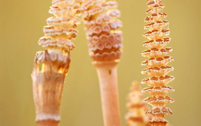 Praslička roľná (Equisetum palustre), CHKO Dunajské luhy, Žitný ostrov