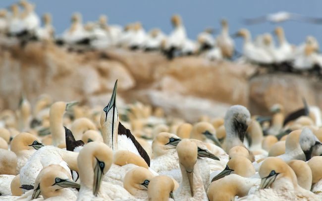 Sula tmavochvostá (Morus capensis), Prírodná rezervácia Bird Island, Južná Afrika