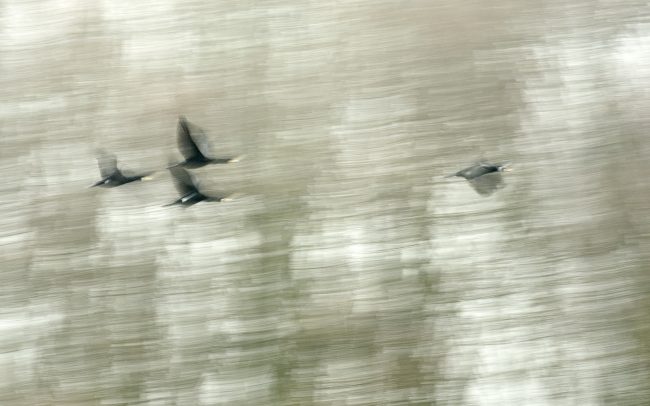 Kormorán veľký (Phalacrocorax carbo), CHKO Dunajské luhy, Žitný ostrov