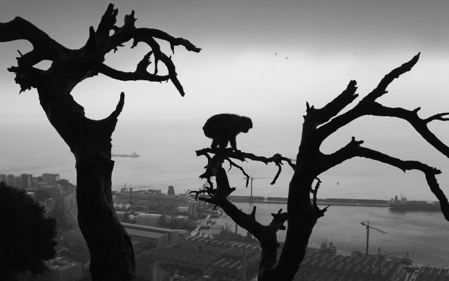 Berber makákó (Macaca sylvanus), Gibraltár Természeti rezervátum, Gibraltár