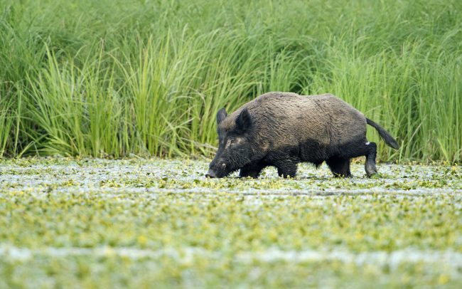 Diviak lesný (Sus scrofa), Gemenc, Národný park Duna-Dráva, Maďarsko