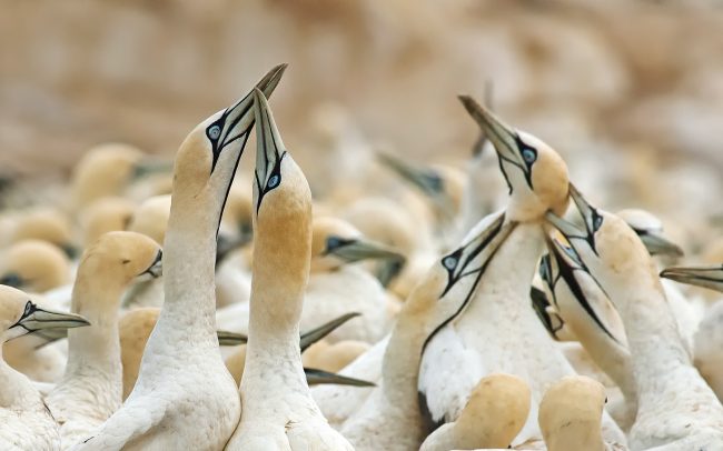 Fokföldi szula (Morus capensis), Bird Island Természeti Rezervátum, Dél-Afrika