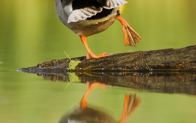 Tőkés réce (Anas platyrhynchos), Csallóköz