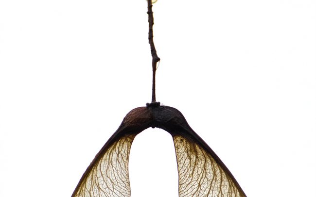 Tatár juhar ( Acer tataricum), Csallóköz