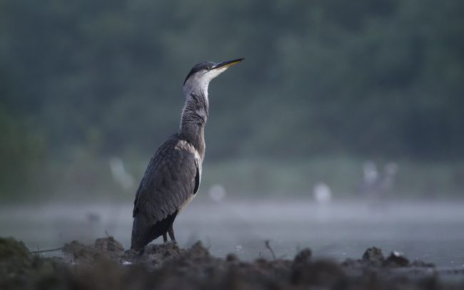 Volavka popolavá (Ardea cinerea), CHKO Dunajské luhy, Žitný ostrov