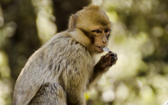 Berber makákó (Macaca sylvanus), Középső-Atlasz
