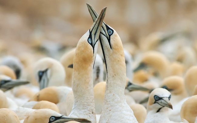 Sula tmavochvostá (Morus capensis), Prírodná rezervácia Bird Island, Južná Afrika