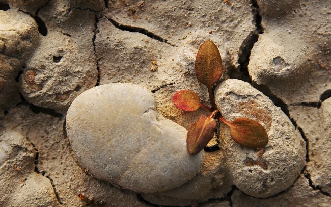 Duna menti erdők Tájvédelmi Körzet, Csallóköz