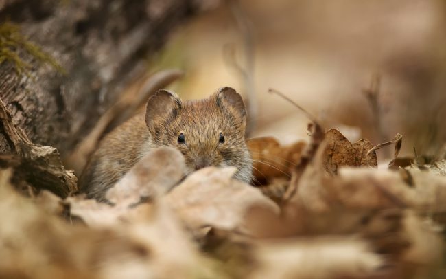 Hrdziak lesný (Myodes glareolus), Slovensko
