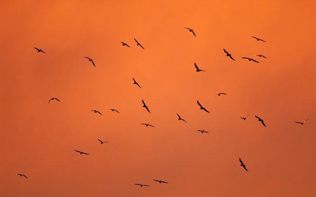 Čajky (Larus sp.), Žitný ostrov