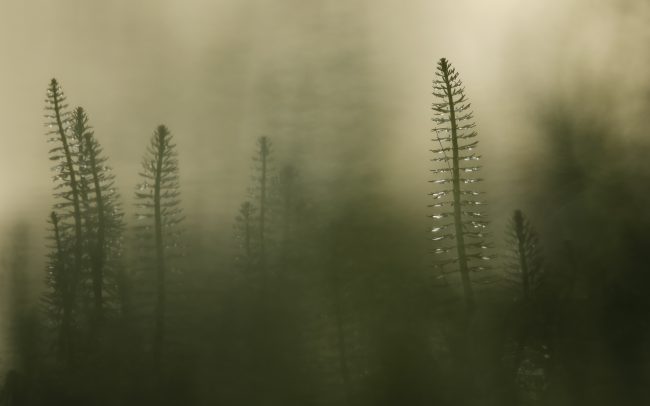 Truskavec obyčajný (Hippuris vulgaris), CHKO Dunajské luhy, Žitný ostrov