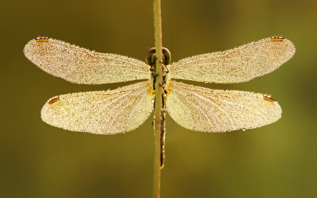 Dragonfly (Sympetrum sp.), Danube Floodplains Protected Landscape Area, Great Rye Island, Slovakia