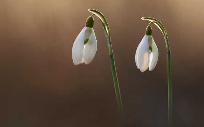 Snežienka jarná (Galanthus nivalis), CHKO Dunajské luhy, Žitný ostrov