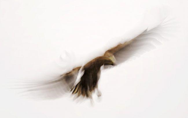 Orliak morský (Haliaeetus albicilla), Národný park Hortobágy, Maďarsko