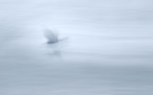 Kormorán veľký (Phalacrocorax carbo), CHKO Dunajské luhy, Žitný ostrov