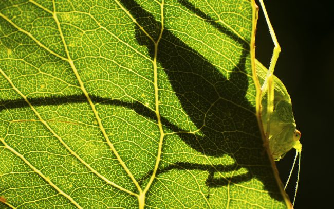 Kobylka zelená (Tettigonia viridissima), Žitný ostrov