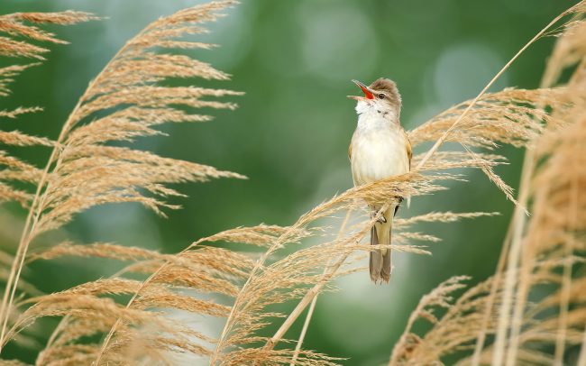 Trsteniarik škriekavý (Acrocephalus arundinaceus), Žitný ostrov