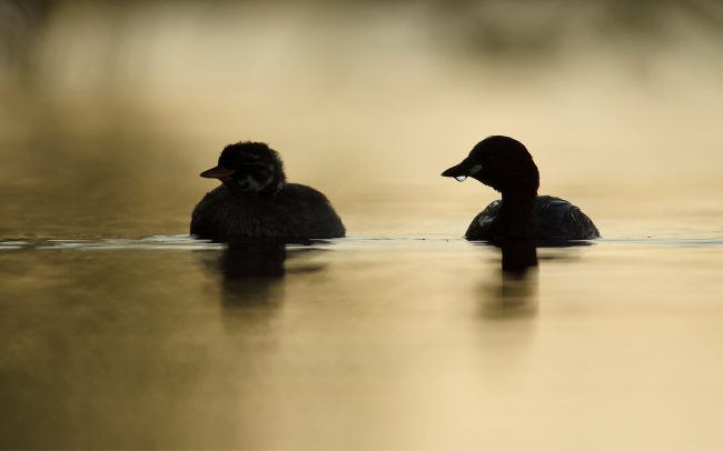 Kis vöcsök (Tachybaptus ruficollis), Csallóköz