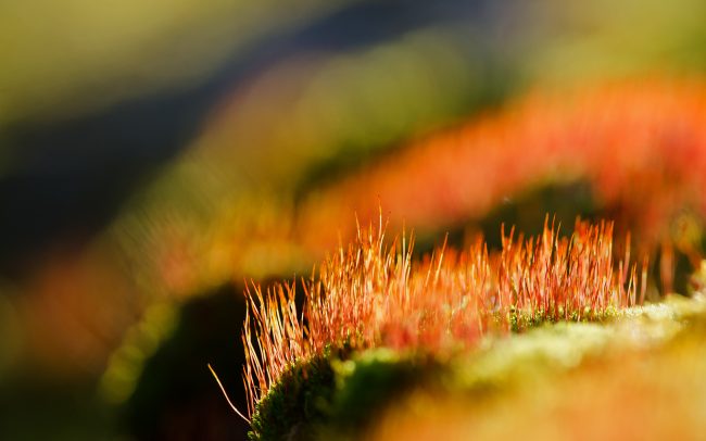 Mohák (Bryophyta), Duna menti erdők Tájvédelmi Körzet, Csallóköz