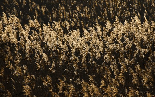 Trsť obyčajná (Phragmites australis), CHKO Dunajské luhy, Žitný ostrov