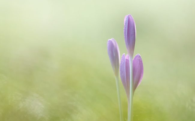 Őszi kikerics (Colchicum autumnale), Csallóköz