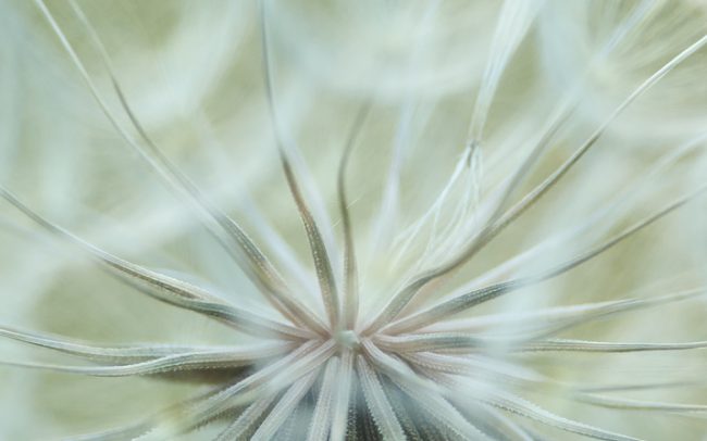 Közönséges bakszakáll (Tragopogon orientalis), Duna menti erdők Tájvédelmi Körzet, Csallóköz